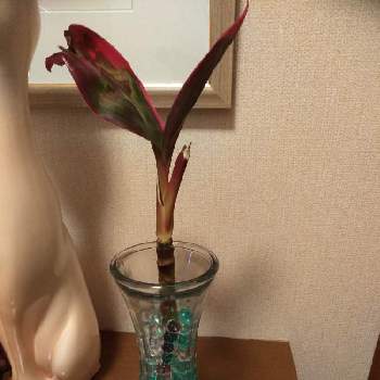 ドラセナ属の画像 by ゆあなさん | 玄関とドラセナ属と花のある暮らしと花いろいろとおうち園芸