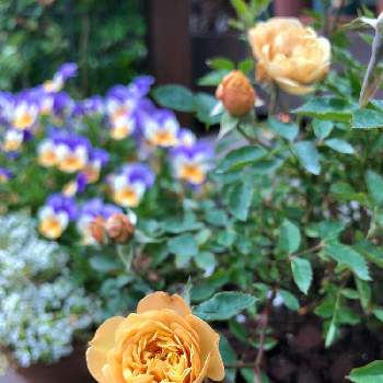 ミニ薔薇「モカ」の画像 by ゆかりんさん | 小さな庭と咲いてくれた♡とばら バラ 薔薇と花のある暮らしと小さな庭❀と薔薇♪とミニ薔薇「モカ」