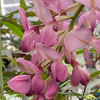 藤の花 薄ピンクの投稿画像一覧 Greensnap グリーンスナップ 藤の花 薄ピンクの投稿画像一覧 Greensnap グリーンスナップ