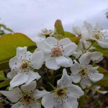 梨の花の投稿画像一覧 Greensnap グリーンスナップ