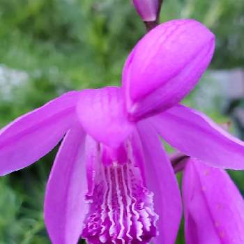紫蘭しらんの画像 by パッションさん | 小さな庭と紫蘭しらんとおつかれさま〜と花で遊ぶとこんばんわとスマホ撮り