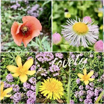可愛い姿の画像 by naoppeさん | 小さな庭と今年も逢えたねとホメリアの花と幸せ気分✨✨✨と可愛い姿と小さな華やぎ♡と元気の源と自然が好きと今年も咲きましたと命の強さ