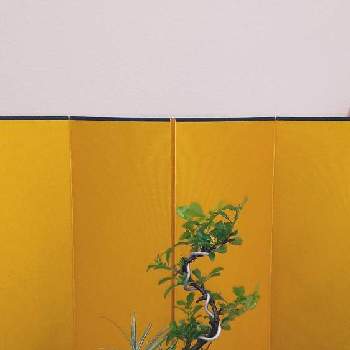長寿梅の画像 by ふれっちゃぁさん | 小さな庭と長寿梅