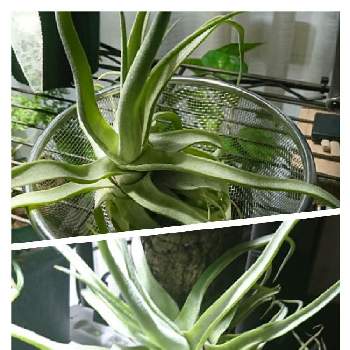 ストレプトフィラの画像 by Akiさん | 部屋とストレプトフィラとエアプランツと観葉植物と着生植物