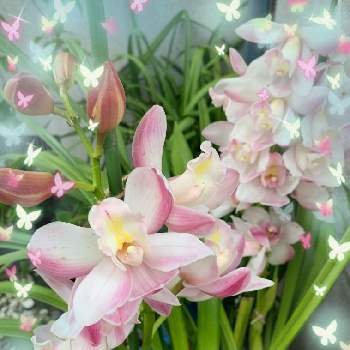 可愛いピンクの画像 by marchenさん | 小さな庭とシンビジュームとウクライナに平和をと蕾ちゃんclubと可愛いピンクと元気ものと愛らしい花とMy Garden ☆ ♪