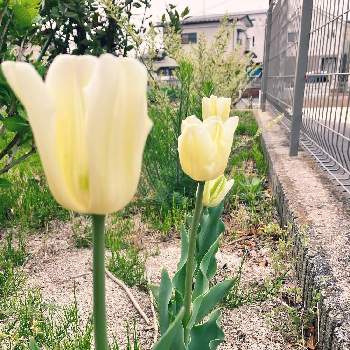 ライムグリーンの画像 by る〜∞さん | 東北と春の庭と庭づくりと黄色の花と花いろいろとシックな色合いとライムグリーンと白い花と『秋植え球根2022』フォトコンテストと福島