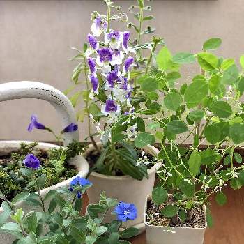 アンゲロニア エンジェルフェイス ウェッジウッドブルーの投稿画像一覧 Greensnap グリーンスナップ