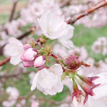 桜さくの画像 by mimirin*･☪︎·̩͙*さん | お出かけ先と癒しと桜フォトコン2022と緑のある暮らしと桜さくと北海道と幸せな時間