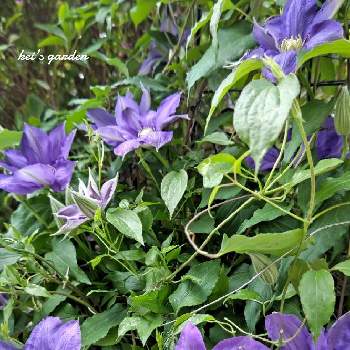 クレマチス HFヤングの画像 by keiさん | 広い庭とクレマチス HFヤングとクレマチスとNo  more warと花の写真と花壇とマイガーデンと庭のある暮らしとガーデニングと花のある暮らしと紫の花
