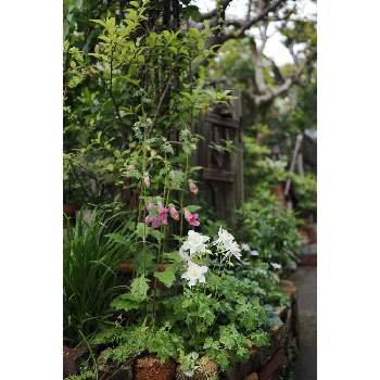 四月の箱庭の画像 by 我楽多さん | 小さな庭といつもの箱庭（枕木周り*）と四月の箱庭とOLY 17mm F1.2とOLYMPUS　OM-1
