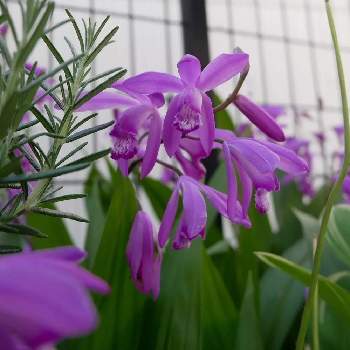紫蘭しらんの画像 by 花の首飾りさん | 小さな庭と紫蘭しらんとおうち時間と花のある生活とGS映えとおうち園芸と宿根草♪と花のある暮らしとかわいいとはなのあるくらしと紫の花