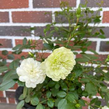 黄緑の投稿画像一覧 Greensnap グリーンスナップ