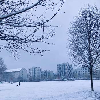 雪化粧の画像 by kananaさん | お出かけ先とドイツと木立のシルエットと公園と雲仲間とバラと夢CLUBとミュンヘンと花のある暮らしと雪化粧と通りすがり
