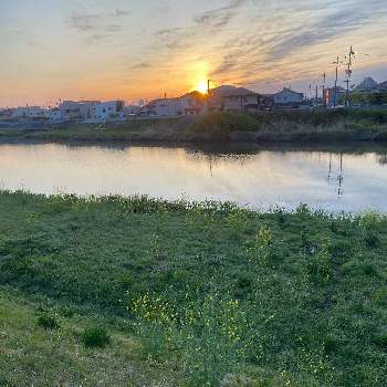 朝焼けの画像 by トシさん | ナノハナと風景と朝焼けと土曜の土手の日と男は景色！