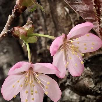 桜の花♡の画像 by 花土葉さん | お出かけ先と今日も笑顔で♡とピンクの花と春の訪れと今日も元気でと桜の花♡と桜フォトコン2022