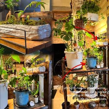 LED植物育成ライトの画像 by Bell(*ΦﻌΦ)ฅさん | 部屋とフィロデンドロン・セロームとモンステラ アダンソニーとDIY女子とLED植物育成ライトとハンギングと成長記録とわたしの家の観葉植物とおおきくなあれ