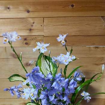 シャガの花の画像 by あななさん | 部屋とシャガの花と白い磁器の花瓶とシラー、カンパニュラータと斑入りギボウシの葉っぱ