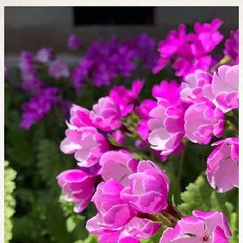 春色～の画像 by チィさん | 小さな庭とサクラソウと今朝の発見♪とウクライナに平和をと富山支部とピンク❤︎ピンクと元気に育ってます♪と癒し…♡と花のある暮らしとお気に入り♥と春色～と繋がりに感謝✨