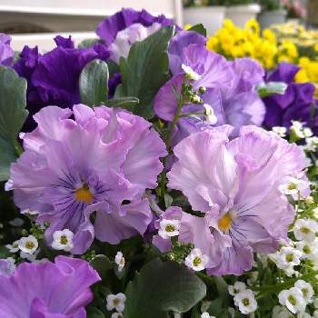 絵になるスミレ・パルムの画像 by トレニアさん | 小さな庭と絵になるスミレ・パルムとアリッサムとおうち園芸と花に癒されと花いろいろと花のある暮らしと白い花とかわいいな♡とパープルの花