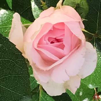 薔薇シンデレラの画像 by Rose faireさん | 小さな庭と薔薇シンデレラとお花大好き♡と薔薇好きとピンクのバラ♡とおうち園芸とげんきもらえますと月曜日にはバラをと花のある暮らし
