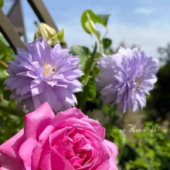 ベルオブウォーキングクレマチスの画像 by cucoさん | 小さな庭とベルオブウォーキングクレマチスとばら バラ 薔薇とバラはいいなぁとクレマチス♬とおうち園芸とガーデニングと花のある暮らしとお庭とロザリアンとローズポンパドール