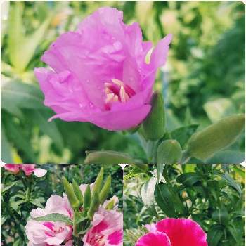 花壇・植込みの画像 by のぶりんこさん | ゴデチャと花壇・植込みとお庭のお花♡
