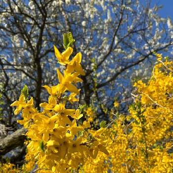 輝く花の投稿画像一覧 Greensnap グリーンスナップ