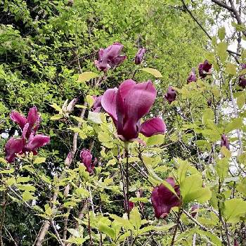 春ですね♡の画像 by ruriさん | シモクレンと春ですね♡と田舎の家と美しい✨✨と落葉低木と阿智村
