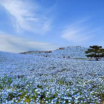 癒される景色の画像 by パープルさん | お出かけ先とネモヒィラ＊と茨城県と癒される花と可愛いお花と笑って咲く花と２０２０年５月同期と可愛い蕾と美しく青きドヨウと早春の花と平和を願うと青い花マニアと国営ひたち海浜公園と癒される景色とみはらしの丘