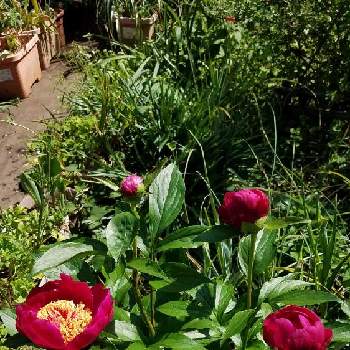 花壇・植込みの画像 by のぶりんこさん | 芍薬(シャクヤク）と花壇・植込みとお庭のお花♡