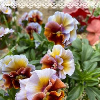 ニュアンスカラーの画像 by Angelaさん | テラスとパンジー・ビオラとカラーリーフと４月と茶色と花苗うえたとおうち園芸とむらさきの花とフリル咲きとニュアンスカラーと色変わり