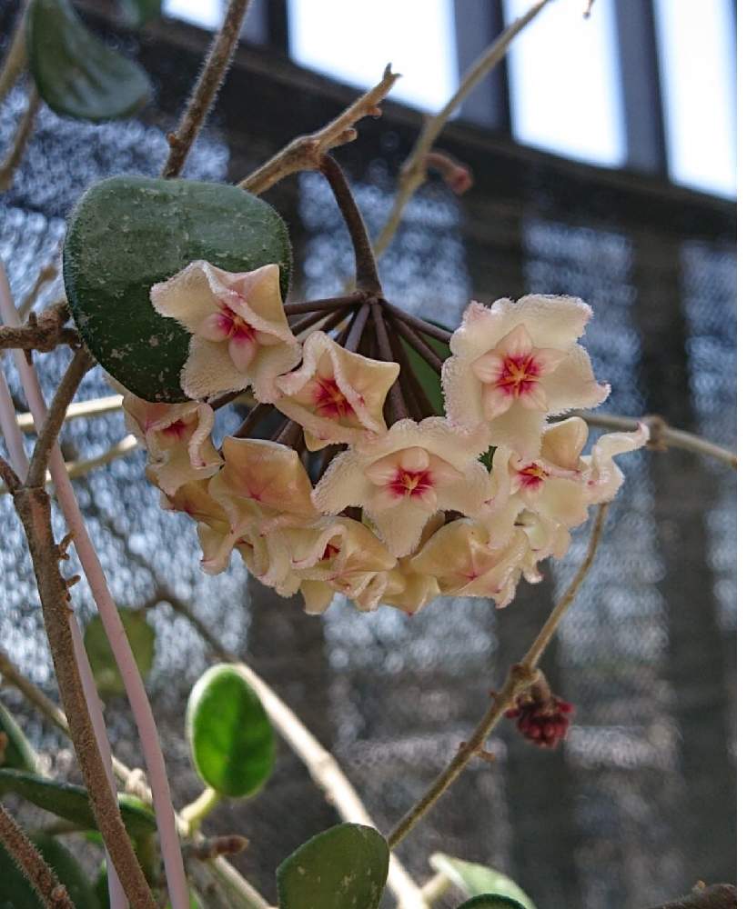 ホヤ マチルダの投稿画像 By ぽんきちさん ホヤとホヤの花とホヤ大好きとホヤとホヤの花とホヤ大好き 22月4月30日 Greensnap グリーンスナップ Greensnap グリーンスナップ