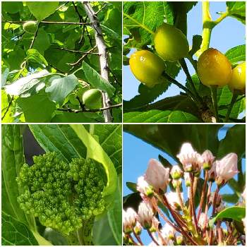 暖地桜桃,カルミア,アジサイ,アンズ,暖地サクランボの画像