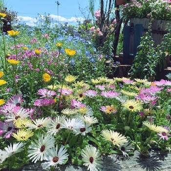 とちぎ花センターの投稿画像一覧 Greensnap グリーンスナップ