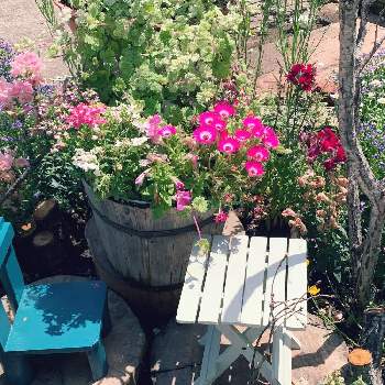 とちぎ花センターの投稿画像一覧 Greensnap グリーンスナップ