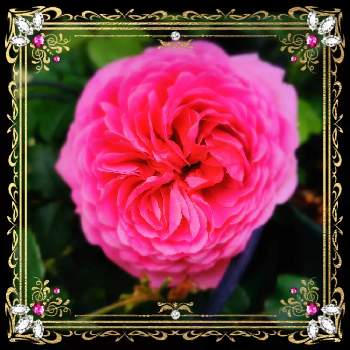 初めての薔薇の画像 by マカロンさん | 癒やしと小さな幸せ❤と初夏の花たちと薔薇のある暮らし♡と全てのものへの感謝と畏敬と小さな庭♡とプリンセス アレキサンドラ オブ ケント❤と花のある暮らしと薔薇♪とバラ・ミニバラとおうちで自然を感じると初めての薔薇とありがと〜❤とばらに魅せられてと咲いてくれてありがとう❤