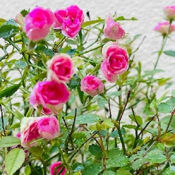 おきなわの画像 by bu--bu--chanさん | 有難う御座居ますと4月と癒しとokinawaと沖縄とオキナワと感謝と楽しもうと2022とピンクと花のある暮らしと頂き物とおきなわ