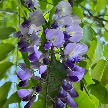 薄紫の花の画像 by カヤランさん | マメ科とヤマフジと山野草と薄紫の花とフジの花と紫のお花