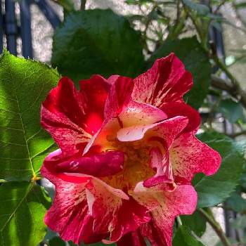 バラ フォースオブジュライの画像 by MIさん | 小さな庭とバラ フォースオブジュライとバラとつるバラ フォースオブジュライとつるバラと薔薇愛同盟