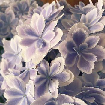 あじさい 万華鏡の投稿画像一覧 Greensnap グリーンスナップ あじさい 万華鏡の投稿画像一覧 Greensnap グリーンスナップ