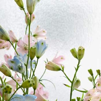 お部屋に花をの画像 by アリンコさん | 窓辺とデルフィニウムと癒しとお部屋に花をとお花大好き✨と花のある暮らしと切り花