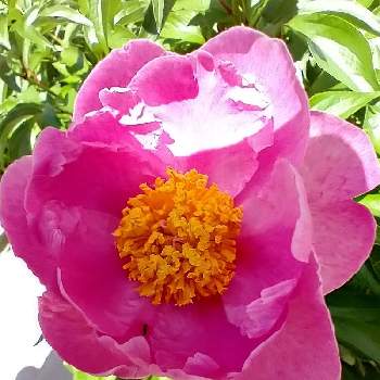 シャクヤクピンクの画像 by hiroさん | ウクライナに平和をとピンクの花が好きと医療関係者に感謝とJuneの会とシャクヤクの花とコロナに負けるな‼️とシャクヤクピンク