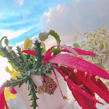 ラムローサの画像 by hiroさん | ガガ様の花とガガ様とグリーンのある暮らしとラムローサとアートと多肉大好きとリプサリス.ラムローサと植中毒とガガ様愛好会とラムローサの実とリプサリス属と観葉植物がスキと元気に育ててますよとハワイとベロピアス