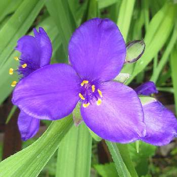 園芸種の画像 by 栗 かのこさん | ムラサキツユクサ(紫露草)と紫色の花と園芸種