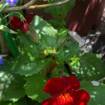 寄り添っての画像 by Flowerさん | 小さな庭と名前を教えて！とミムラスとありがとう♡と寄り添ってとご安全にーとおうち園芸とかわぃぃ。と最後まで大切に…と大切な人に…と大人ラブリーとべっぴんさん♪とミムラスの花