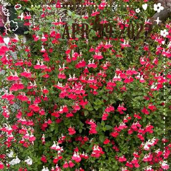 GSミニモニ。Ｎｏ.61の画像 by ベガママさん | 小さな庭とチェリーセージ ホットリップスともりもり♡と庭の花と彩(いろどり)とおうち園芸と花のある暮らしとGSミニモニ。Ｎｏ.61と記録用