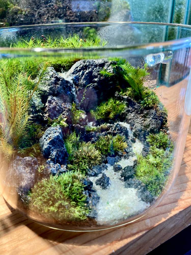 部屋の投稿画像 By みっちゃさん ガラスケースの中と鳳凰苔と溶岩石と檜苔と苔 こけ と苔テラリウムとガラス容器とガラスケース の中と鳳凰苔と溶岩石と檜苔と苔 こけ と苔テラリウムとガラス容器 22月4月30日 Greensnap グリーンスナップ Greensnap 部屋の投稿画像 By みっちゃさん ガラスケースの中と鳳凰苔と溶岩石と檜苔と苔 こけ と苔テラリウムとガラス容器とガラスケース の中と鳳凰苔と溶岩石と檜苔と苔 こけ と苔テラリウムとガラス容器 22月4月30日 Greensnap グリーンスナップ Greensnap