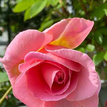 ティファニーの画像 by よんさん | 小さな庭とティファニーと花のある暮らしとおきにいり ♡とばら バラ 薔薇とおうち園芸