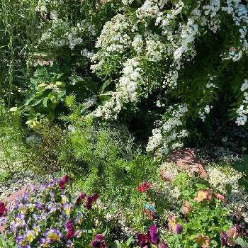 今日の庭の画像 by mahosihoさん | 八重咲きコデマリとコデマリと裏庭と花びらの絨毯と今日の庭と花壇とやっぱり白花と花びらと散った花びらと落葉低木