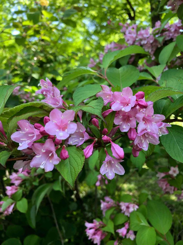 akikoさんの山下公園への投稿